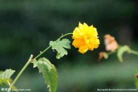 黄色小花