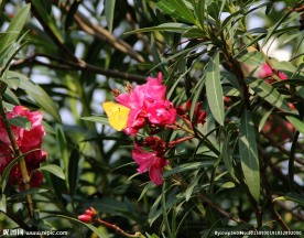 花与蝴蝶