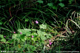 草丛小花
