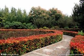 初秋园中多彩路