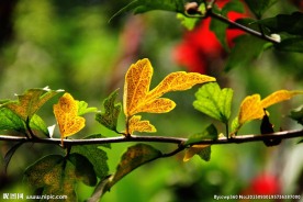 黄色枝叶
