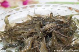 野生河虾
