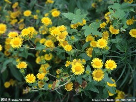 野菊花