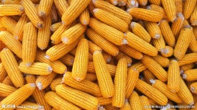 玉米