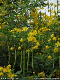 决明子