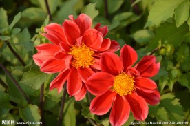 小丽花