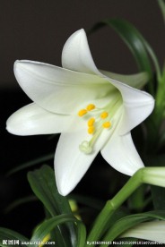 百合花