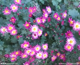 秋菊