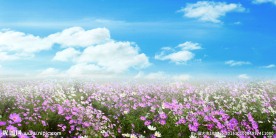 花海蓝天