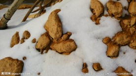 积雪 雪特写 雪