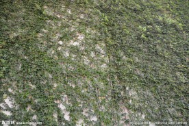 桥墩上的爬山虎