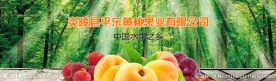 淘宝网站通栏banner水果