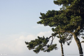 松树