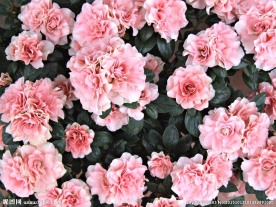 粉玫瑰