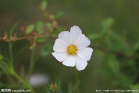 白色格桑花