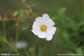 白色格桑花