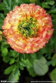 花毛茛