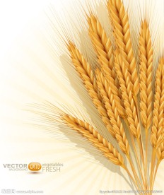 金黄麦穗背景矢量素材