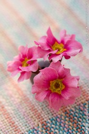 小红花