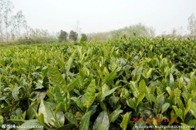日照绿茶 江北绿茶