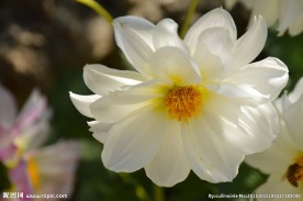 小丽花
