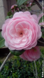 山茶花