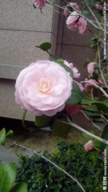山茶花
