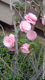 山茶花