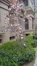 山茶花