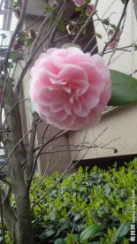山茶花