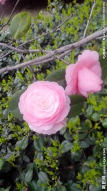 山茶花