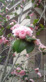 山茶花