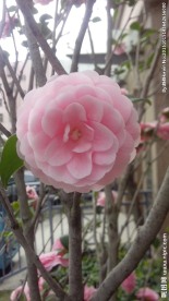 山茶花
