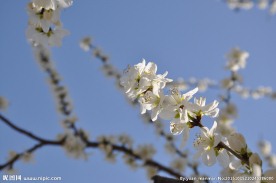 圆明园 园林建筑 桃花  樱花