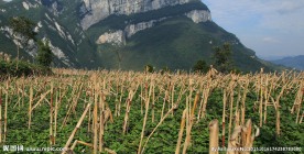 高山秋收