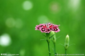 石竹花