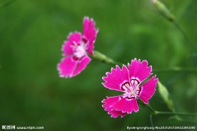 石竹花