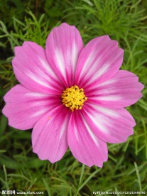 波斯菊