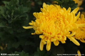 秋  菊花