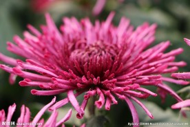 秋  菊花