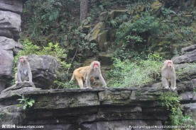 张家界野生猕猴
