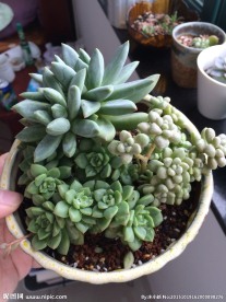 多肉植物拼盘