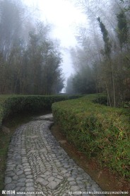林中小路