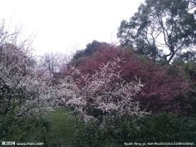 梅花园