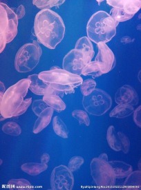 唯美水母摄影图