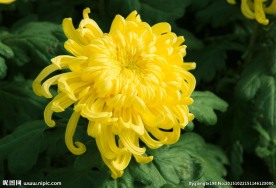 黄菊花