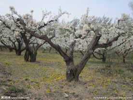 梨树