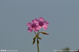 两朵红色酢酱花