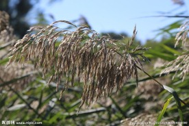 芦花