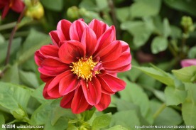 小丽花